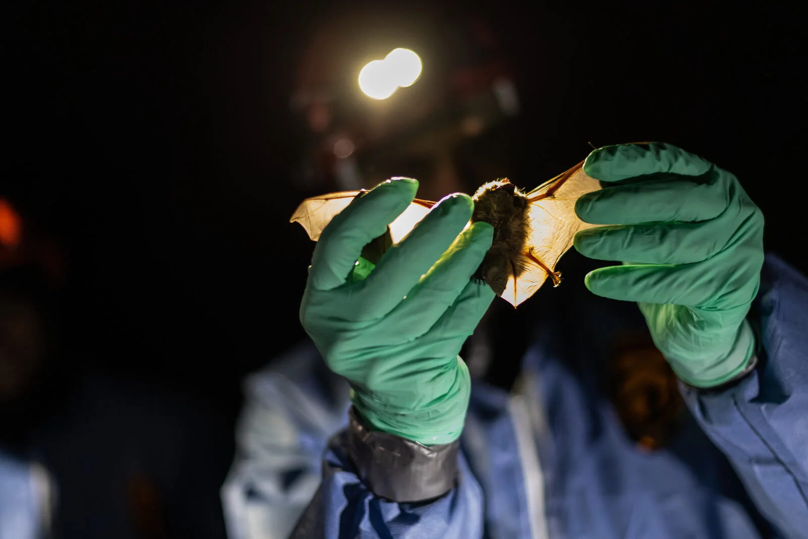 Researcher examining a bat during winter fieldwork