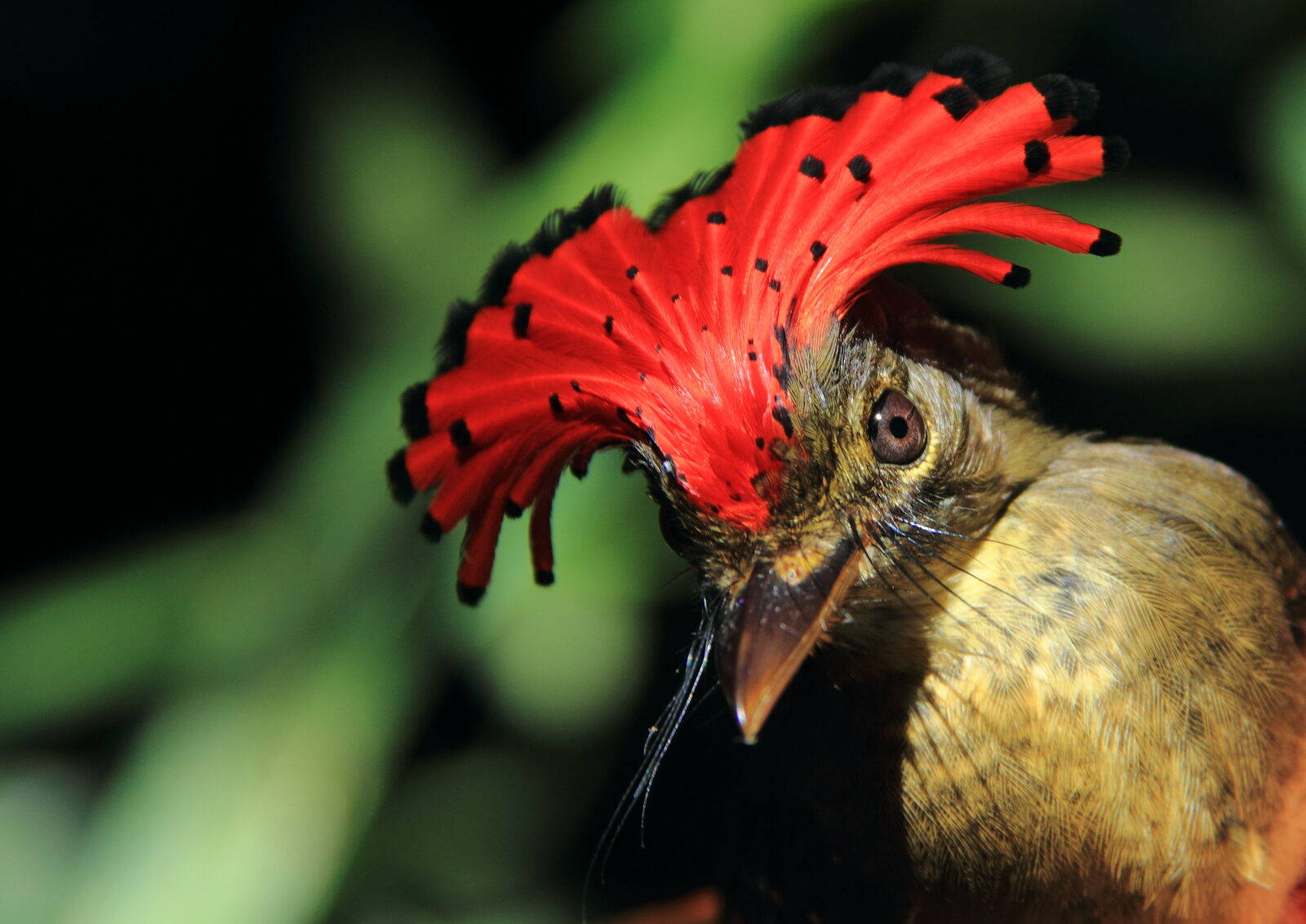 Amazonian Royal Flycatcher displaying its red and black crown