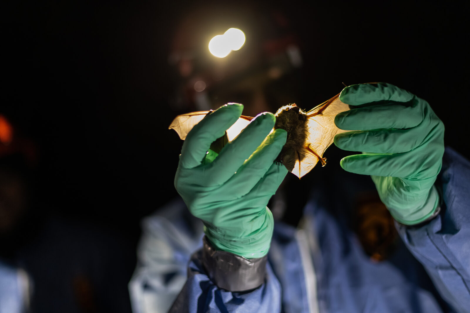 Researcher examining a bat in a mine during winter fieldwork