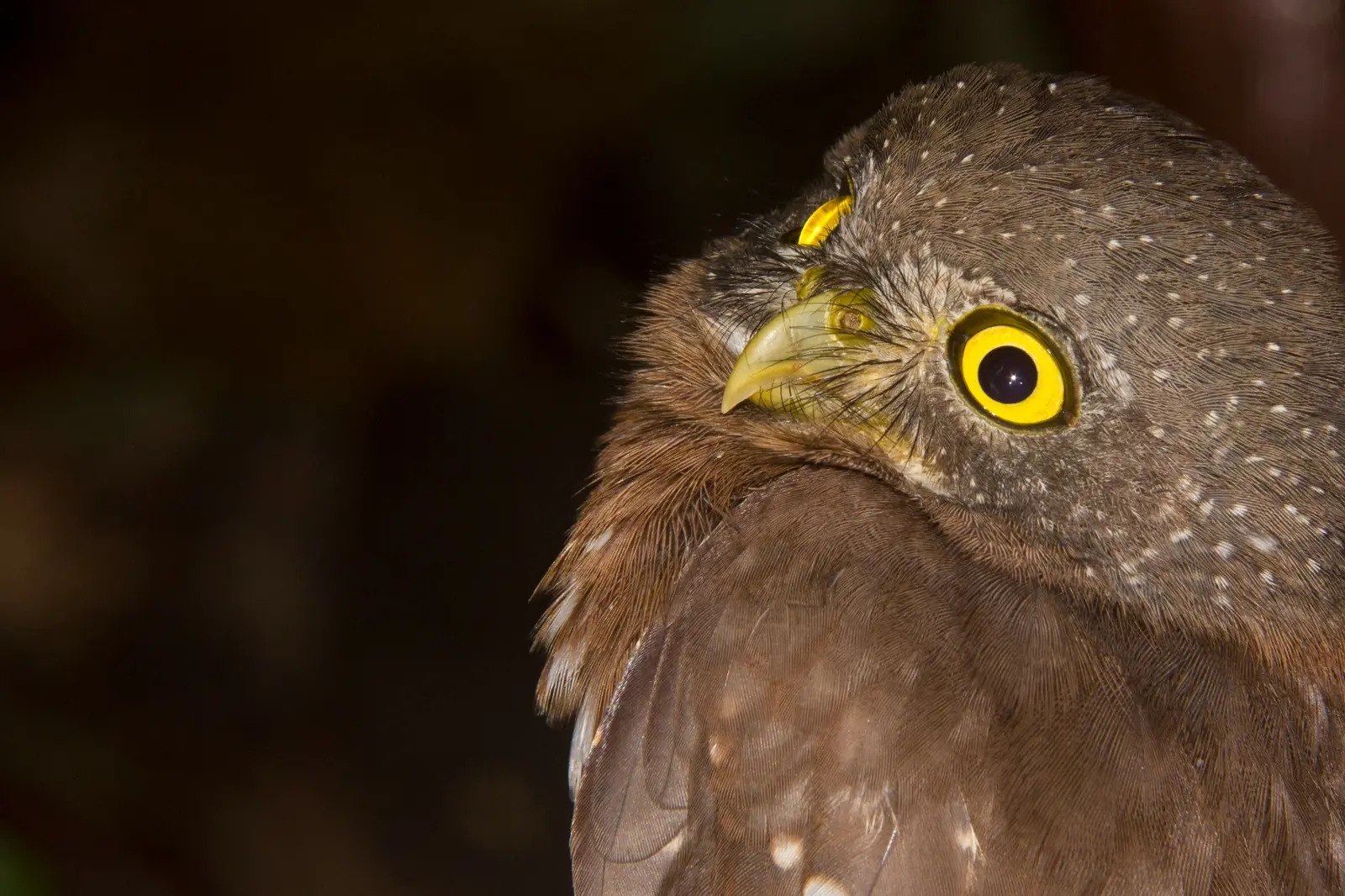 Amazonian Pygmy-Owl photographed during tropical bird research