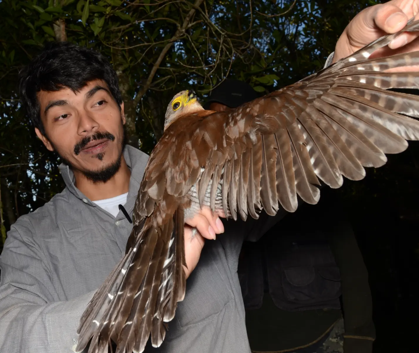 Gilberto Josimar Fernández examining the outstretched wing of a tropical bird